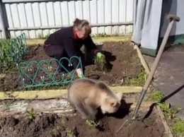 В России умиляются видео медвежонка, копающего ямки под картошку