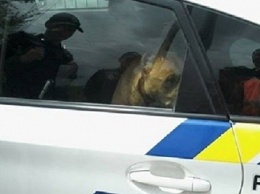 В Днепре собака захватила автомобиль полиции