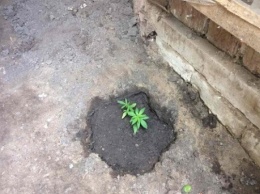 Житель Николаевщины выращивал наркотические вещества в цветочных горшках