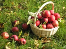Ученые: Яблоки помогают бороться атрофией мышц