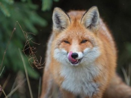 Жители Запорожской области боятся лисы-гопницы
