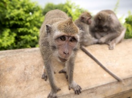Биологи разобрались в поведении обезьяньей мафии