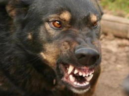 На Днепропетровщине массово стерилизуют собак