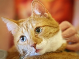Ирландская ветеринарная клиника ищет обнимателя котов
