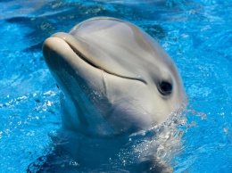 Ученые: Дельфины дают своим детям и друг другу имена