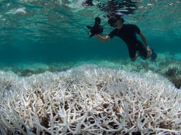 Ученые: спасти Большой Барьерный риф не удастся