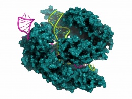 Генетики переоценили мутагенность CRISPR/Cas9