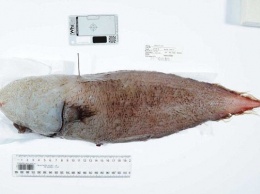 Ученые выловили безликую рыбу, которая считалась вымершей еще 150 лет назад