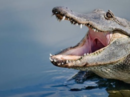 Аллигатор оккупировал частный бассейн во Флориде (видео)