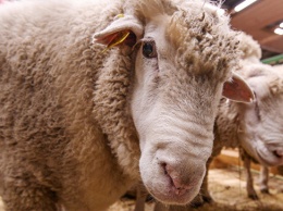 Британские ученые научились различать боль на мордах овец по фото