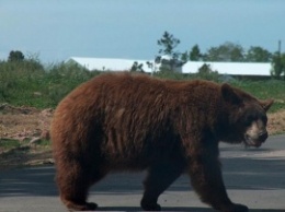 В омском селе активность на выборах поднял медведь