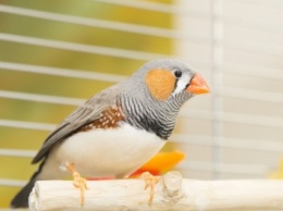 Ученые на примере птиц объяснили природу любви у людей