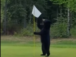 В США медведь прерывал игру в гольф и украл съестное у гольфистов
