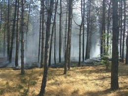 В Вознесенском районе загорелся лес!