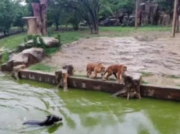 В китайском зоопарке тиграм скормили живого осла на глазах у посетителей