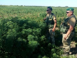 Пограничники и полиция нашли в Одесской области конопляный остров