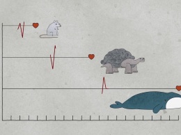 Почему у животных такая разная продолжительность жизни?