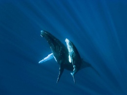 Слуховая «специализация» оказалась самым поздним приобретением китообразных
