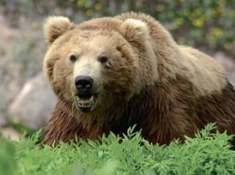 В Алтайском крае планируют отстреливать медведей