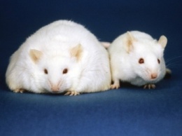 Ученые: Ослабленный иммуннитет может привести к ожирению