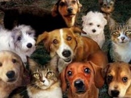 На сессии Криворожского горсовета поддержана петиция о защите бездомных животных