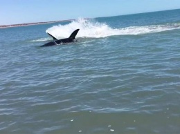 Обнародовано видео с гигантской раненой акулой