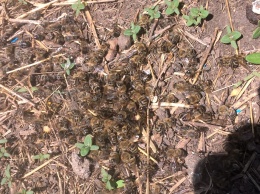 В нескольких селах Первомайского района погибло 80% пчел