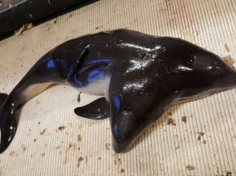У берегов Нидерландов рыбаки поймали дельфина с двумя головами