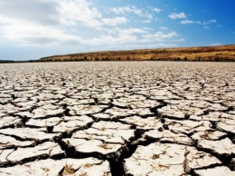 В Украине засуха охватила около 40% озимых