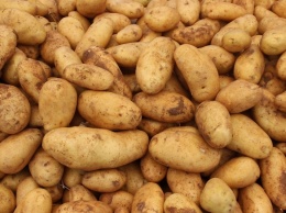 Названы уникальные свойства обыкновенной картошки