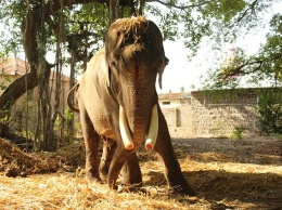 После 50 лет в цепях: зоозащитники положили конец десятилетиям страданий индийского слона в индуистском храме