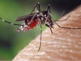 Какую группу крови «предпочитают» комары
