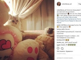 Анастасия Волочкова для своего кота завела аккаунт в Instagram