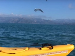 Туристы запечатлели драку морского льва с гигантским осьминогом (видео)