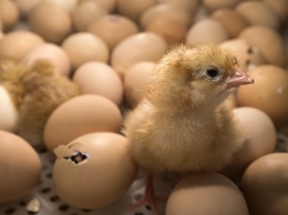 Ученые выяснили, от чего зависит форма яйца птиц
