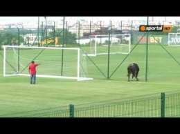 В Болгарии футбольный матч остановили из-за быка и собаки