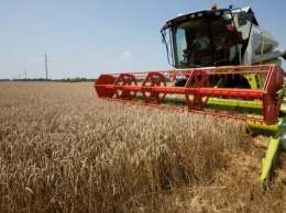 Уборка ранних зерновых на Николаевщине: средняя урожайность составляет 25,9 ц/га