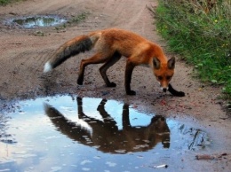 В Запорожской области бешеная лиса напала на собаку