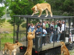 В Новой Зеландии тигр съел работницу национального зоопарка