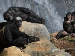 Биологи развеяли миф о магической "супер-силе" шимпанзе