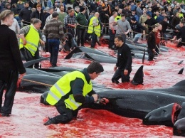 На Фарерских островах ежегодно проходят фестивали по убийства китов