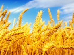 Суд разрешил продать урожай пшеницы с самовольно занятых полей на Херсонщине