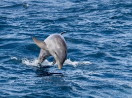 «Боевых» дельфинов решили подключить к спасению морских свиней