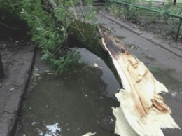 В результате штормового ветра в Одессе повалено 12 деревьев и крупных веток