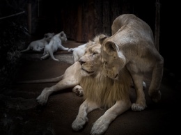 Пополнение: в зоопарке под Запорожьем родились львята