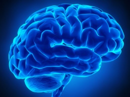 Ученые создали самую подробную модель человеческого мозга