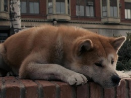 Запорожский Хатико: пес сутками ждет хозяина на вокзале