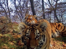 Тигриное семейство на Дальнем Востоке устроило трогательную фотосессию