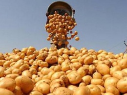 В украинской картошке нашли рак (фото)