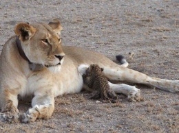 В Танзании львица "усыновила" детеныша леопарда